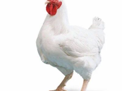 Wanted: White Country Chicken