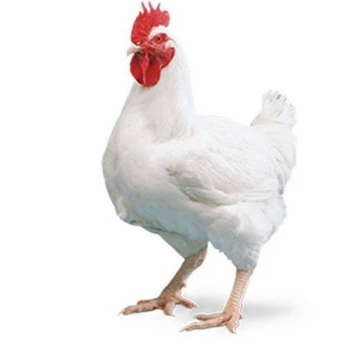 Wanted: White Country Chicken