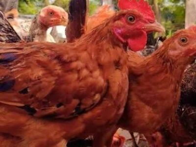 Country Chickens for Sale (Pure Local Breed)