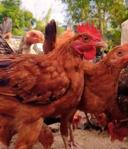 Country Chickens for Sale (Pure Local Breed)