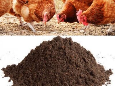 Chicken Manure for Sale