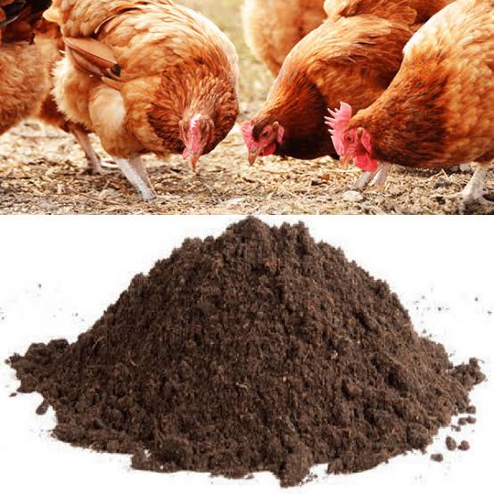Chicken Manure for Sale