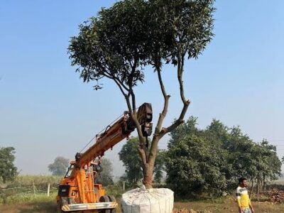 Trees for Sale – Parappanpoyil, Karakkunnu Road