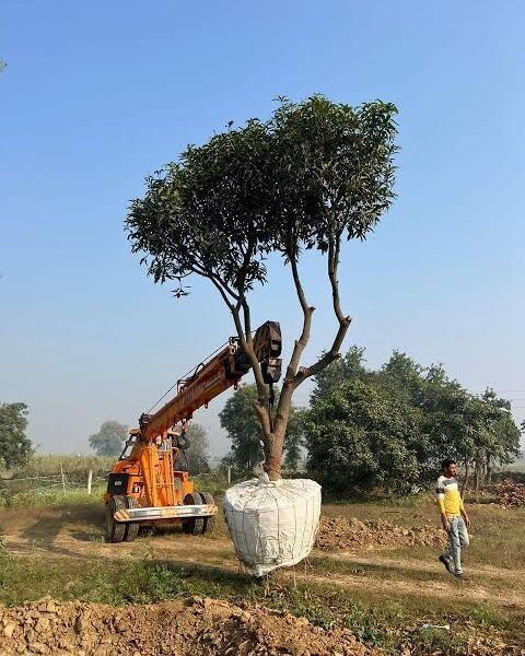 Trees for Sale – Parappanpoyil, Karakkunnu Road