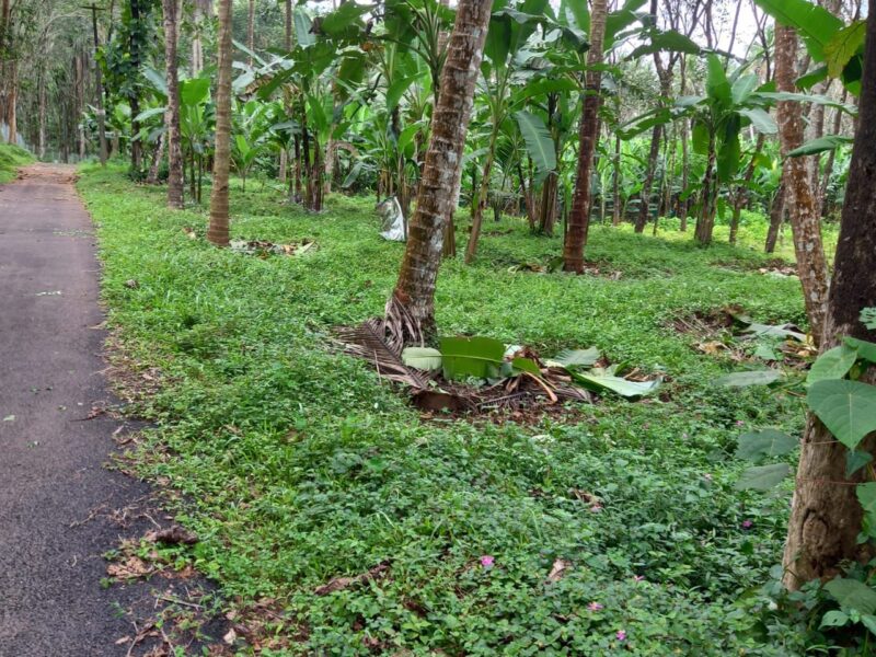 15 Cents Residential Plot for Sale – Shanthinagar, near Illichode, Kozhikkode