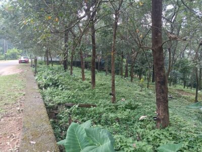 1 Acre 62 Cents Land for Sale – Chembukadavu, Thusharagiri Roadside