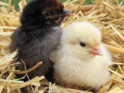 Country Chicken Chicks for Sale