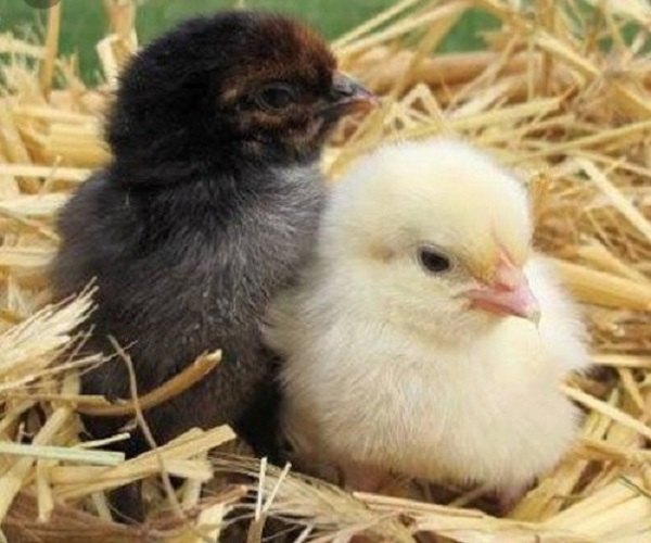 Country Chicken Chicks for Sale