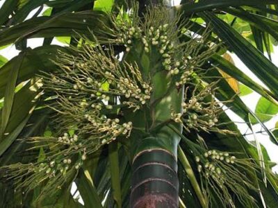 Areca Nut (Kavungu) for Wanted | Contact 8086449661