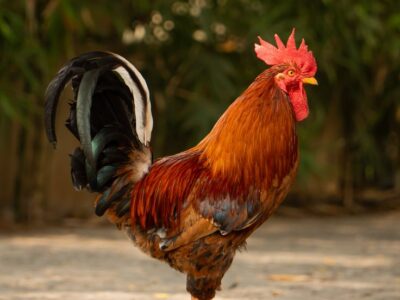 Country Rooster (Naadan Poovan Kozhi) for Sale - Thamarassery