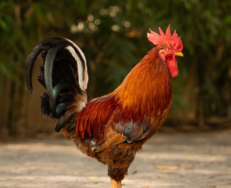 Country Rooster (Naadan Poovan Kozhi) for Sale - Thamarassery