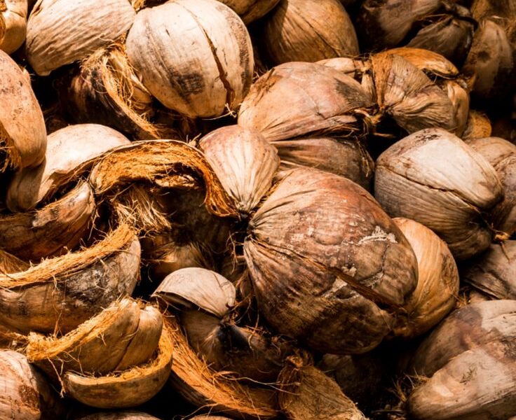 Coconut Husk (Chakiri) for Sale – Thamarassery