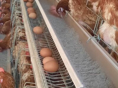 High-Tech Poultry Cage for Sale in Thamarassery