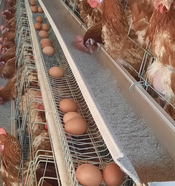 High-Tech Poultry Cage for Sale in Thamarassery