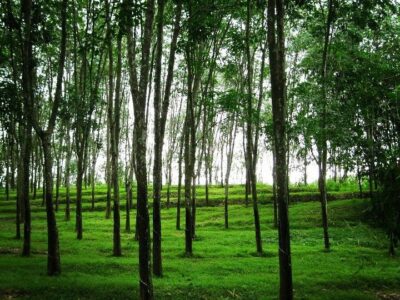 Rubber Plantation Wanted for Lease