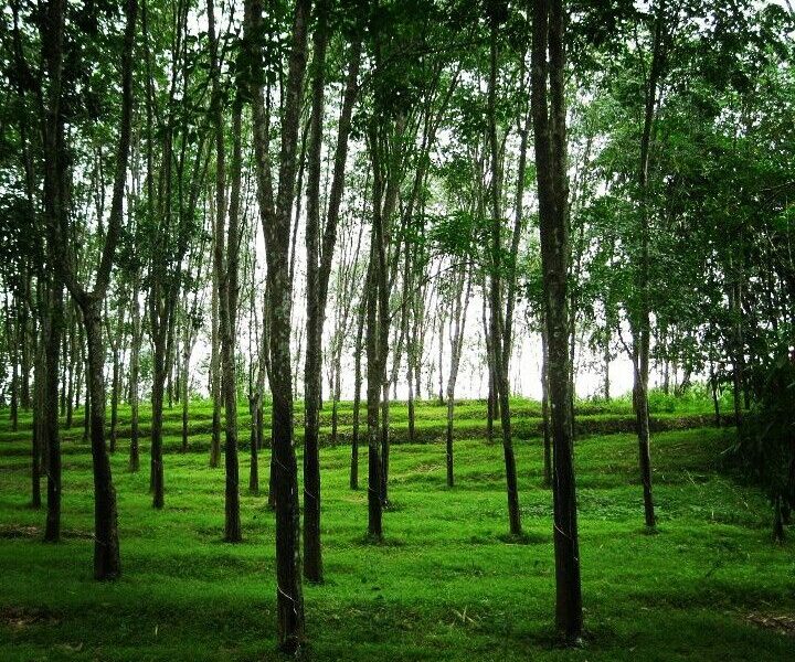 Rubber Plantation Wanted for Lease