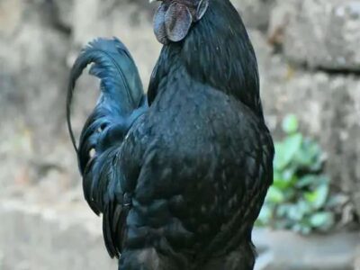 Premium Kadaknath Rooster (Karinkozhi) for Sale