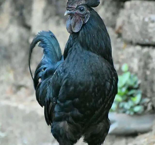 Premium Kadaknath Rooster (Karinkozhi) for Sale