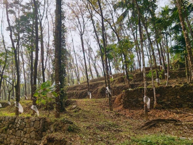 Land for Sale in Thalayad