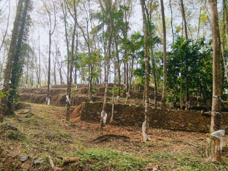 Land for Sale in Thalayad