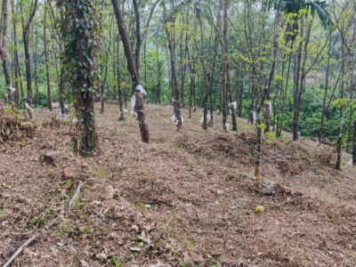 Land for Sale in Thalayad