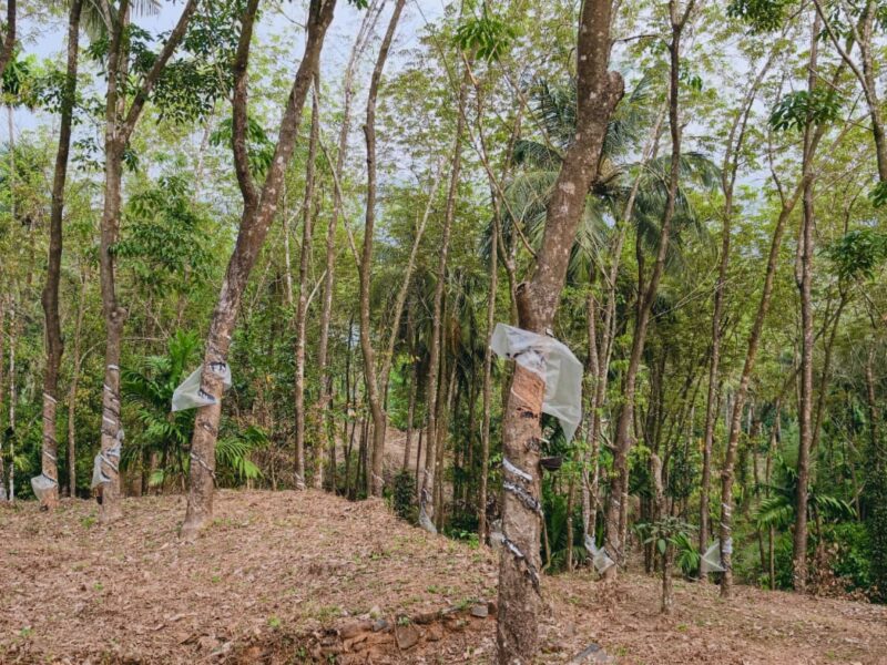 Land for Sale in Thalayad